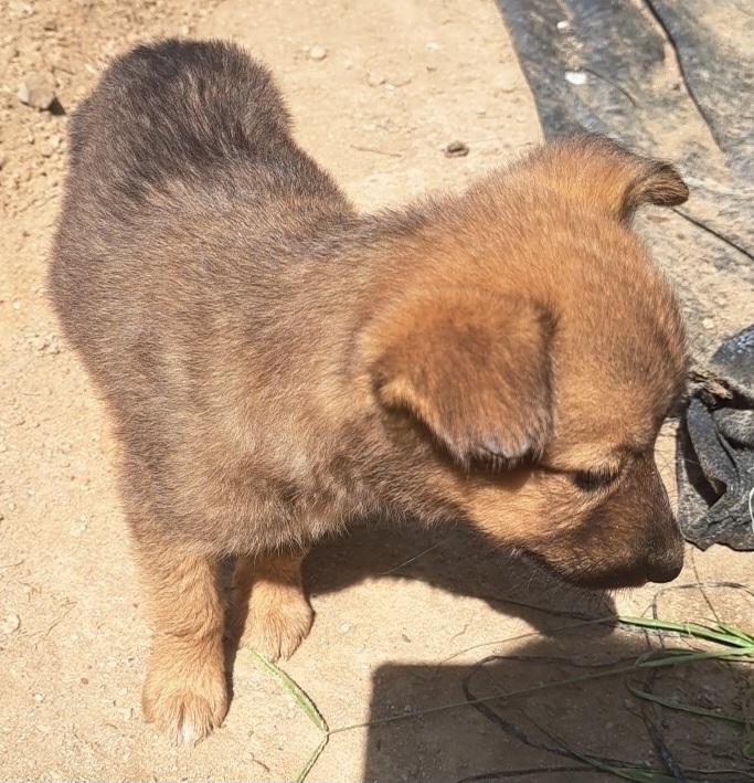 수원시 동물보호센터_441374202400972